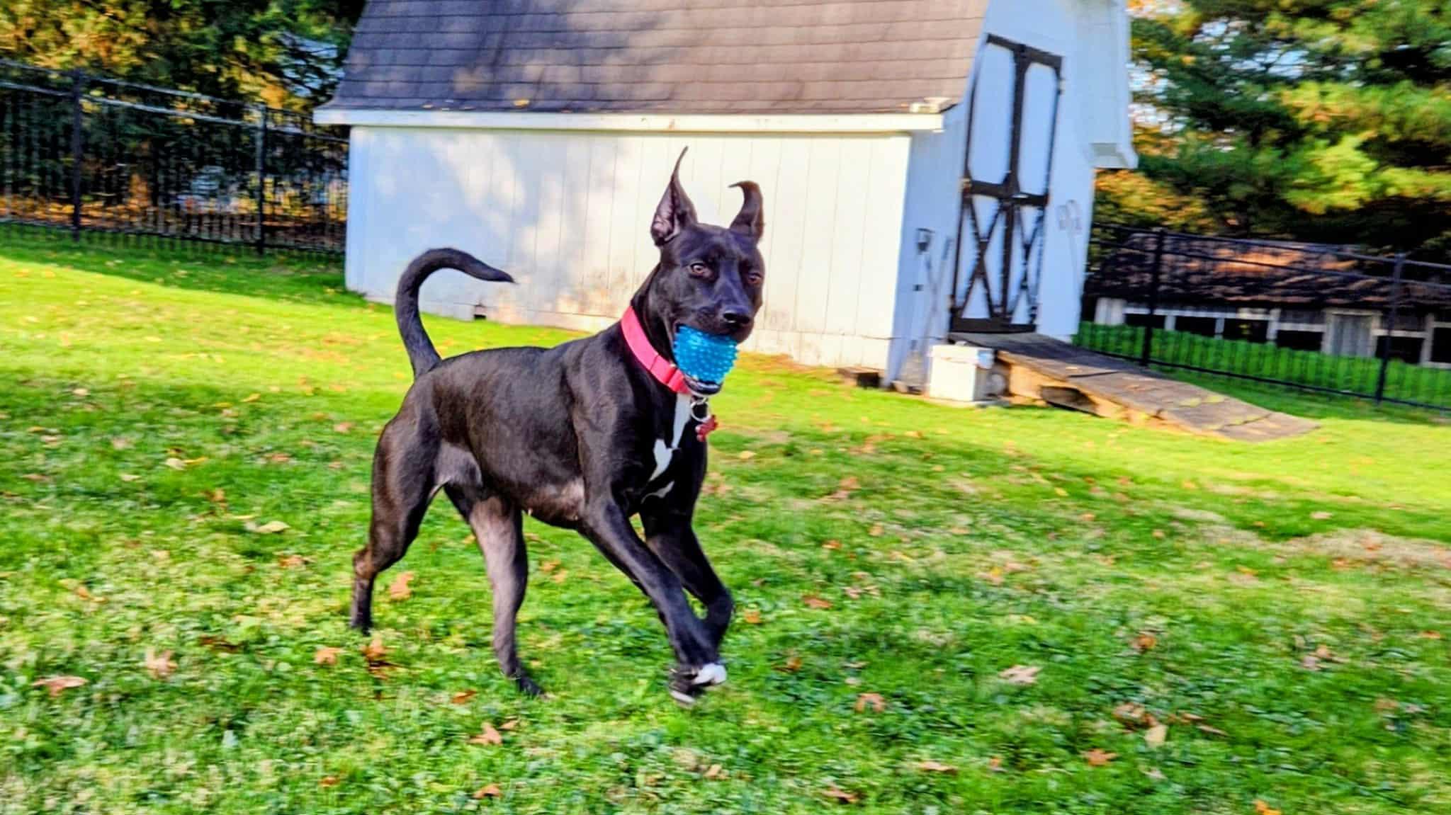 Caroline, a Adoptable mixed breed in Medina, OH image 1/6
