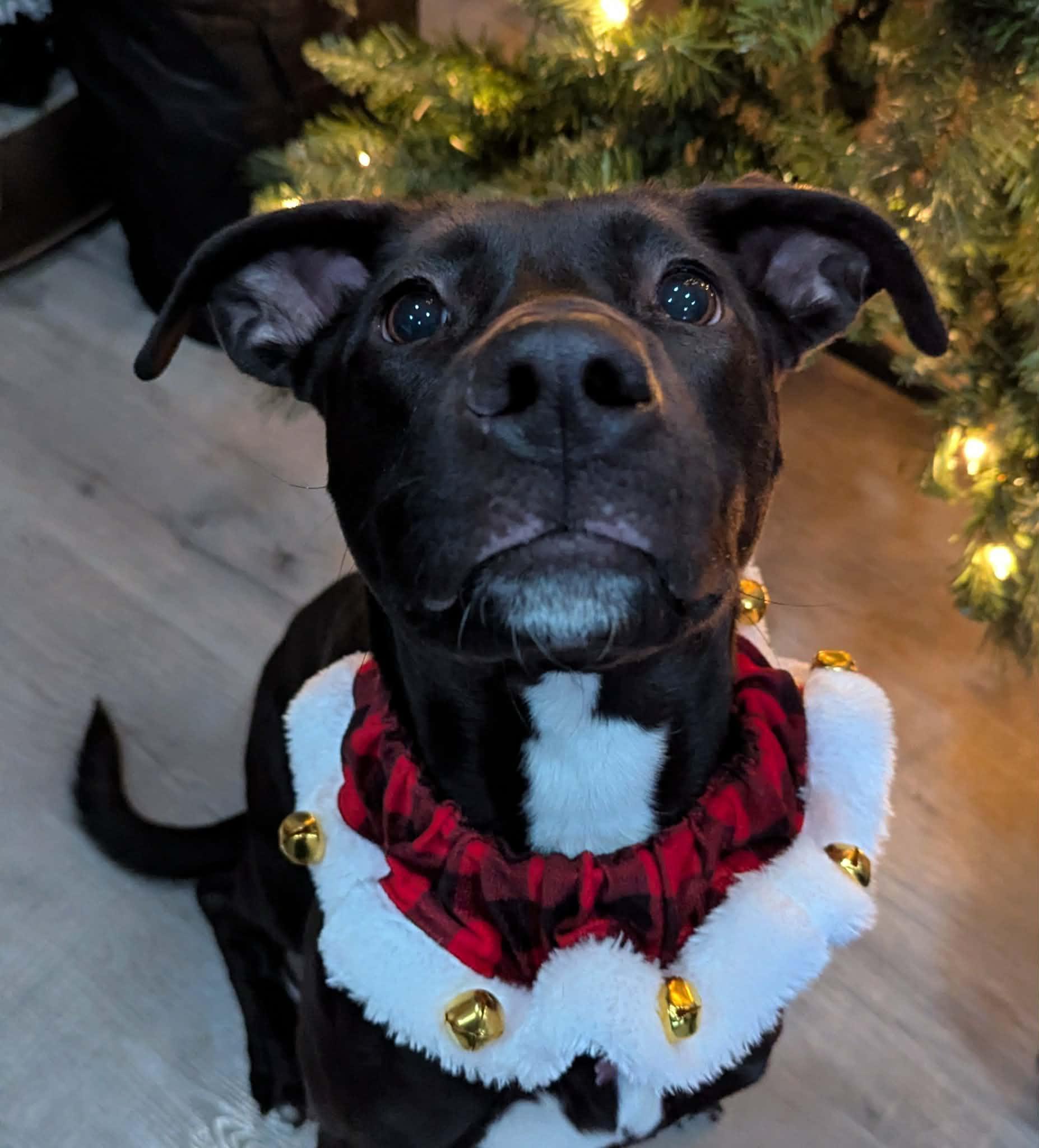 Enlarge Caroline, a Adoptable mixed breed in Medina, OH image 5/6