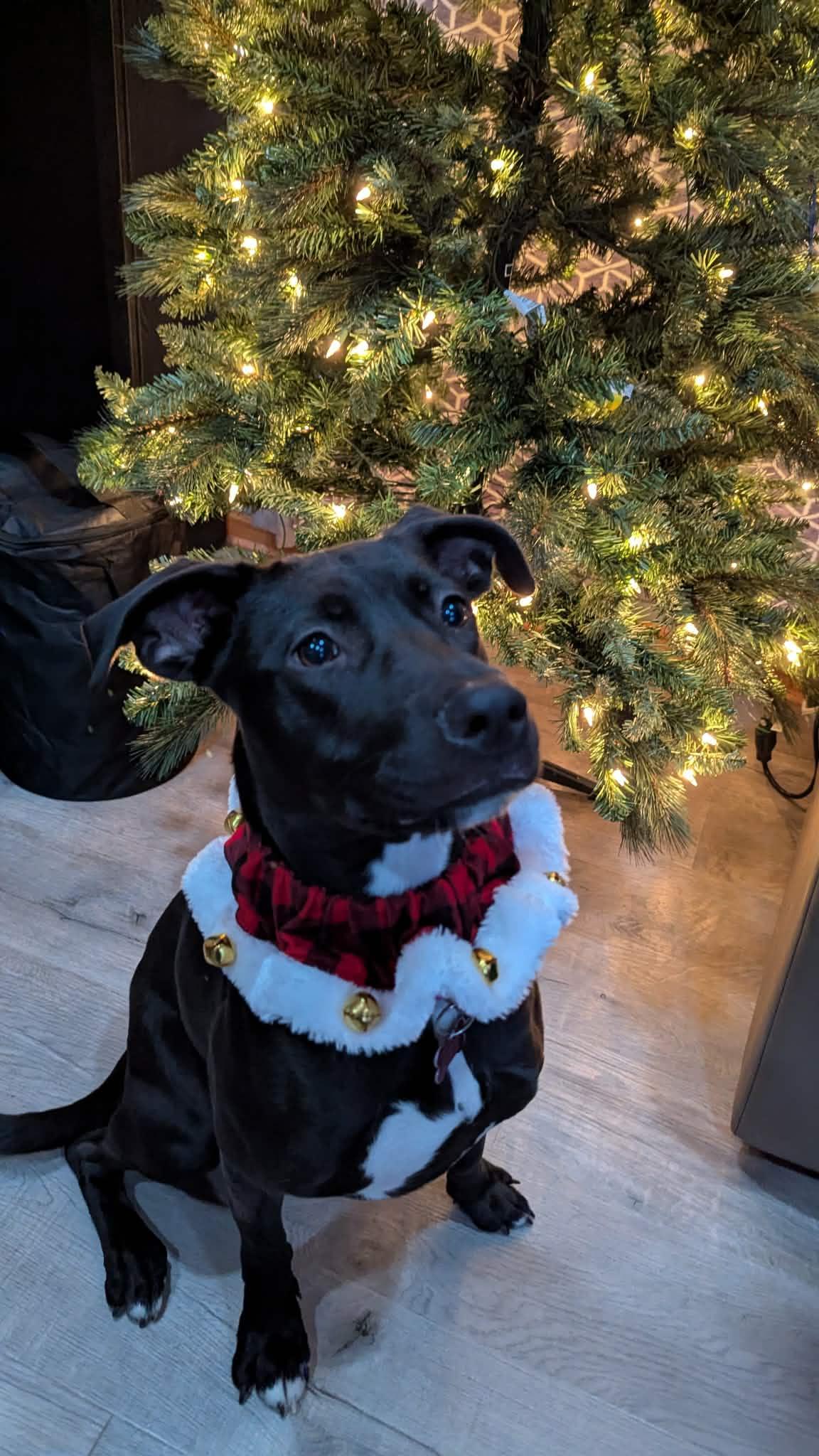 Enlarge Caroline, a Adoptable mixed breed in Medina, OH image 6/6