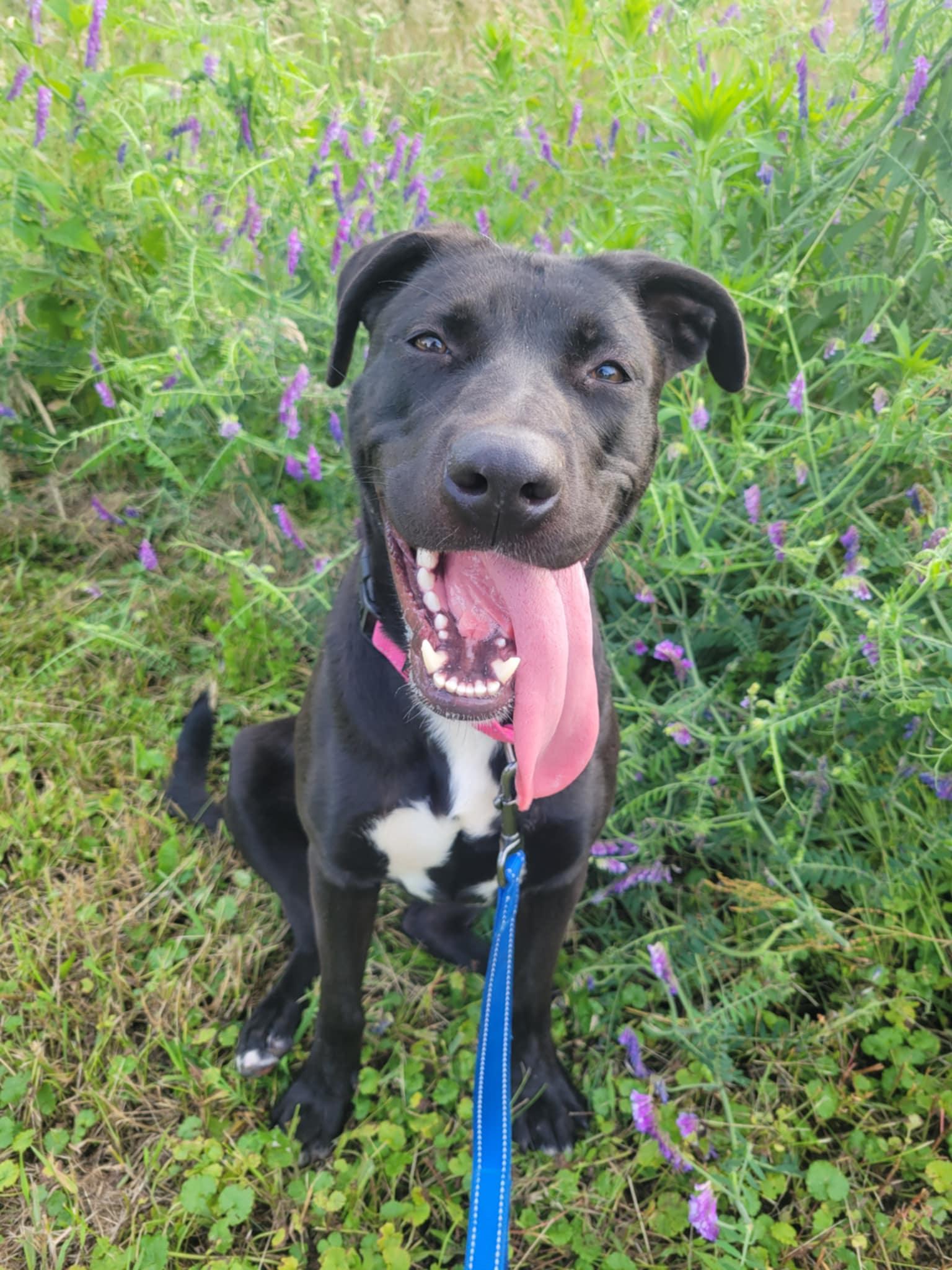 Caroline-Not Accepting Applications Yet! (late June/July)