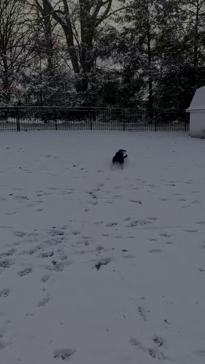 Enlarge Caroline, a Adoptable mixed breed in Medina, OH video 6/6