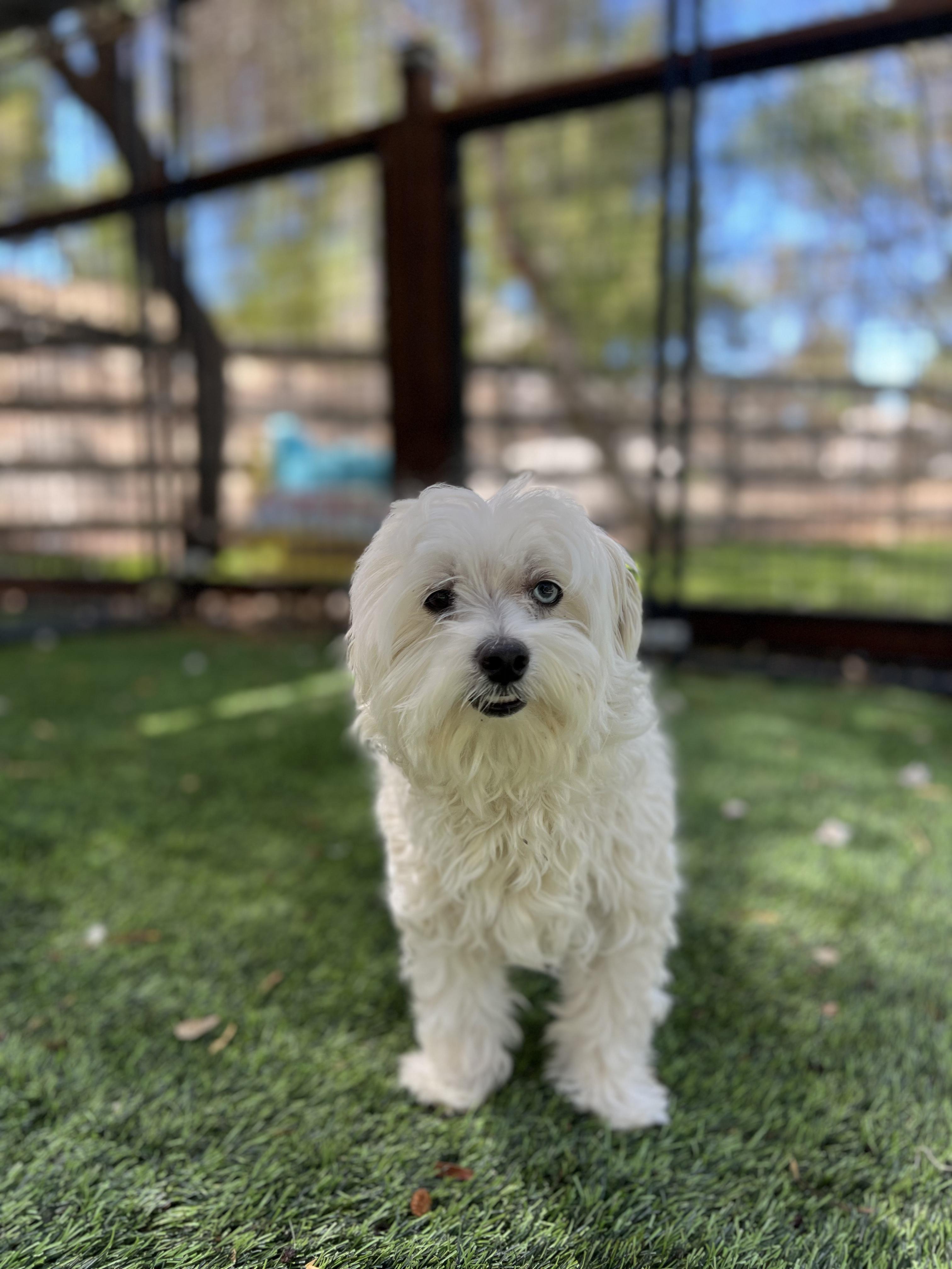 Enlarge Gary, a Adopted Maltese in West Hollywood, CA image 1/1