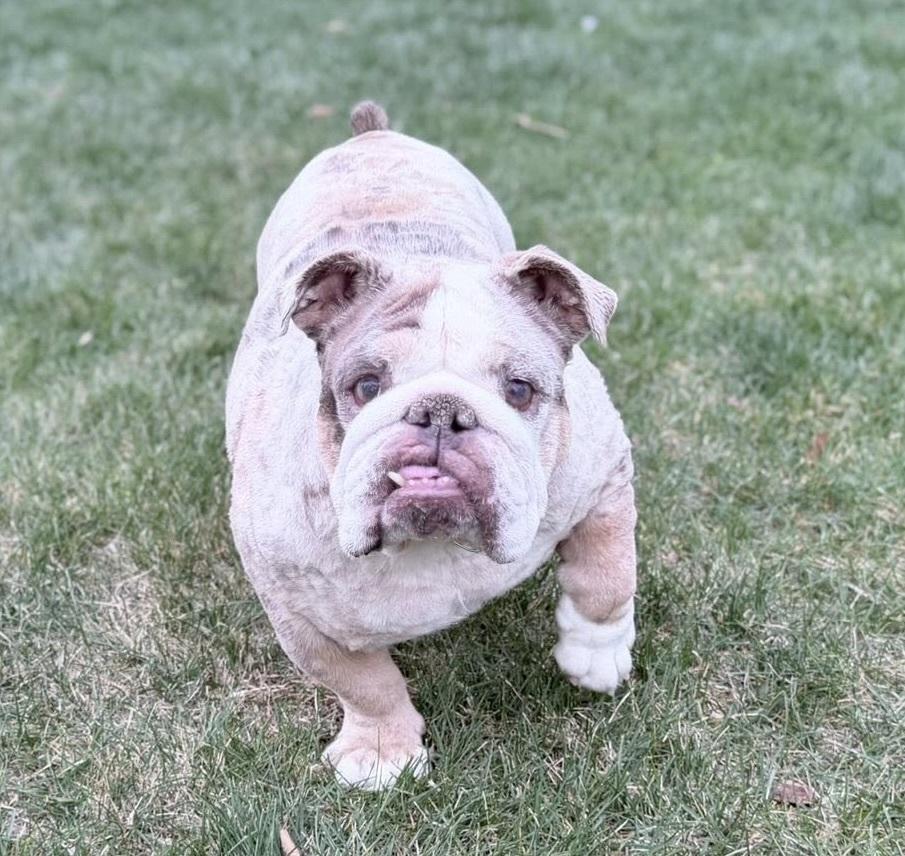 Strawberry Shortcake, Adoptable, Adult Female English Bulldog.