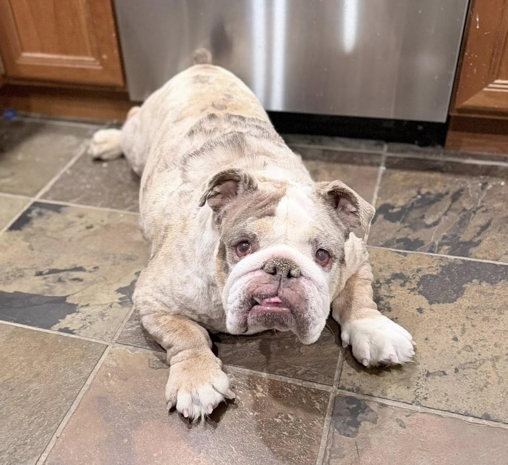 Enlarge Strawberry Shortcake, a Adoptable English Bulldog in Denver, CO image 2/6