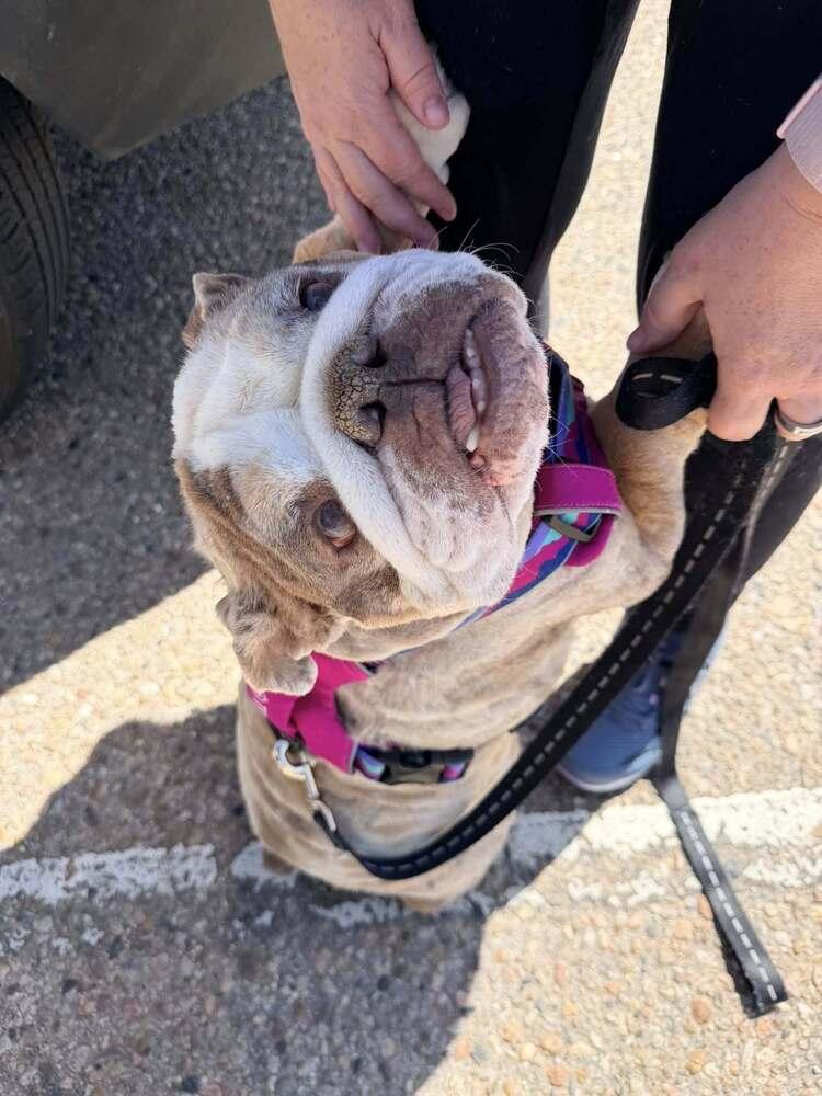 Enlarge Strawberry Shortcake, a Adoptable English Bulldog in Denver, CO image 3/6