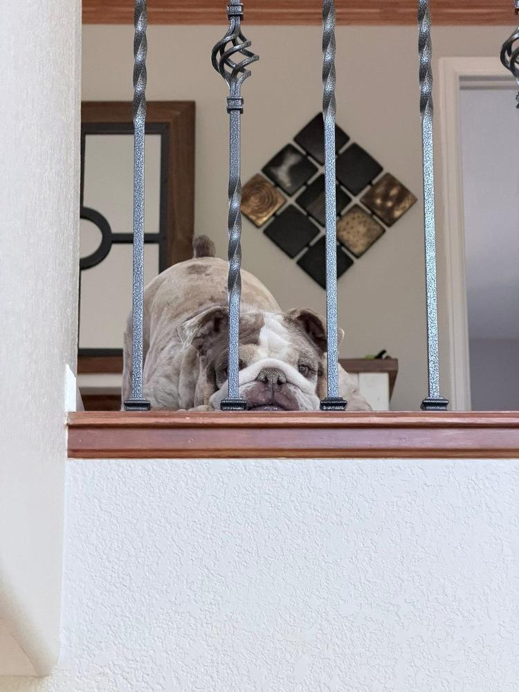 Enlarge Strawberry Shortcake, a Adoptable English Bulldog in Denver, CO image 4/6