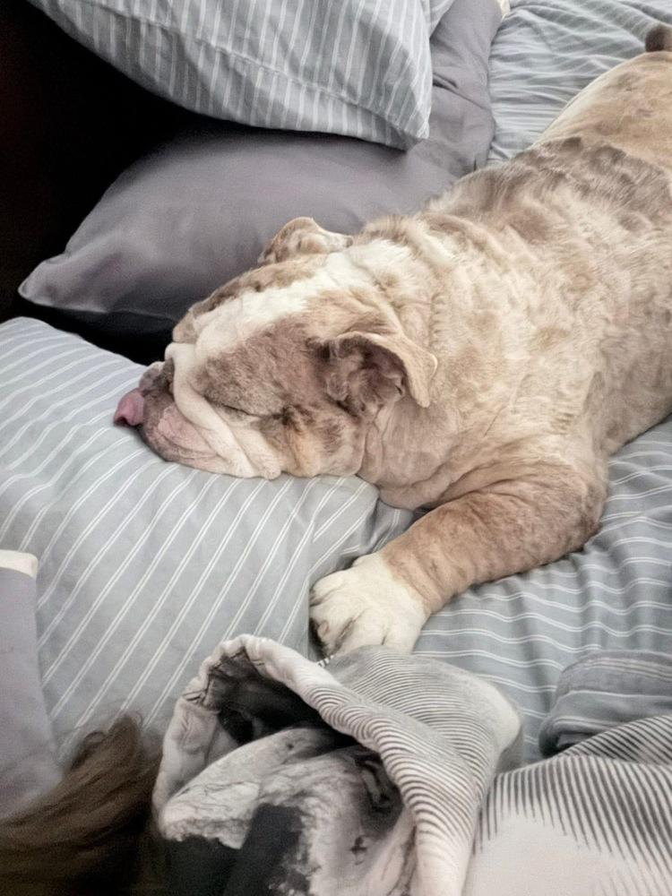 Enlarge Strawberry Shortcake, a Adoptable English Bulldog in Denver, CO image 5/6