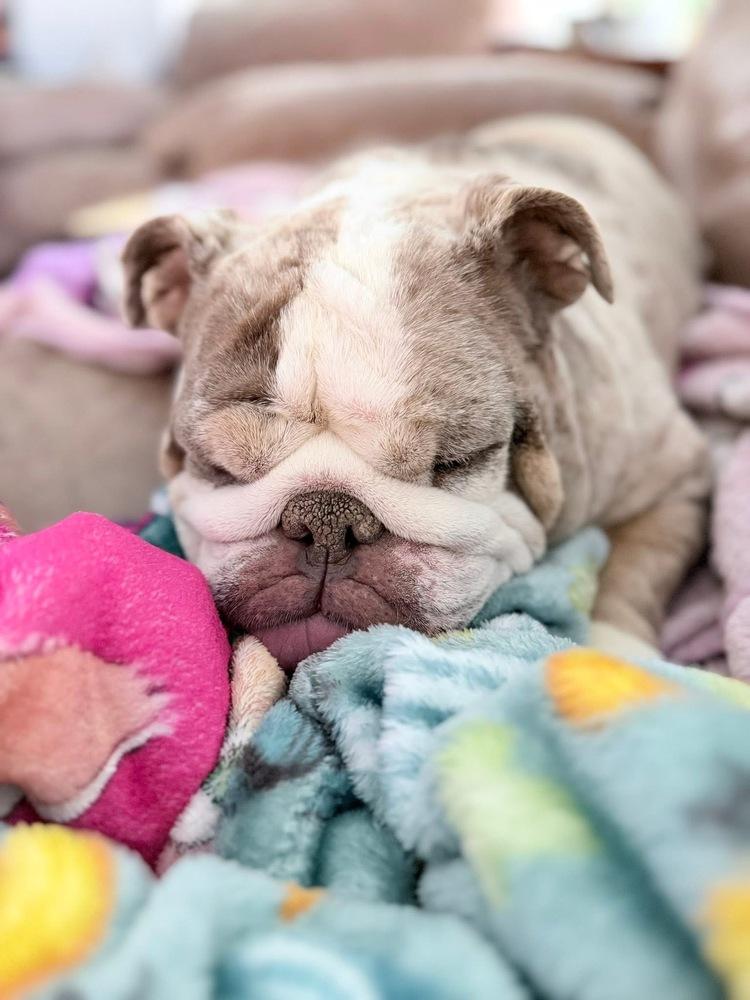 Enlarge Strawberry Shortcake, a Adoptable English Bulldog in Denver, CO image 6/6