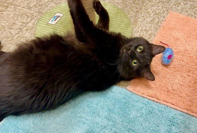 Princess, Adoptable, Young Female Domestic Medium Hair.