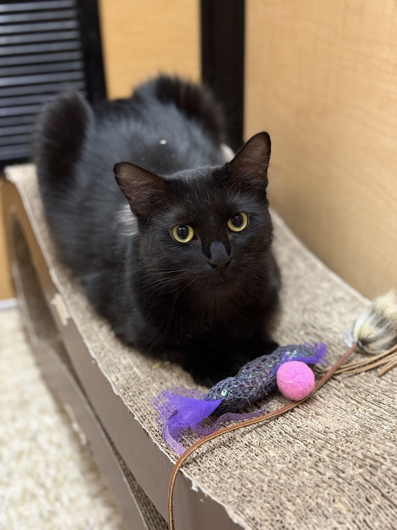 Enlarge Princess, a Adoptable Domestic Medium Hair in Mission Viejo, CA image 1/3
