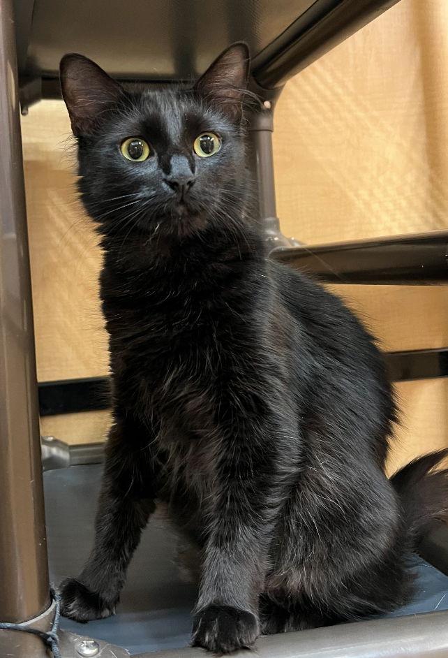 Enlarge Princess, a Adoptable Domestic Medium Hair in Mission Viejo, CA image 2/3