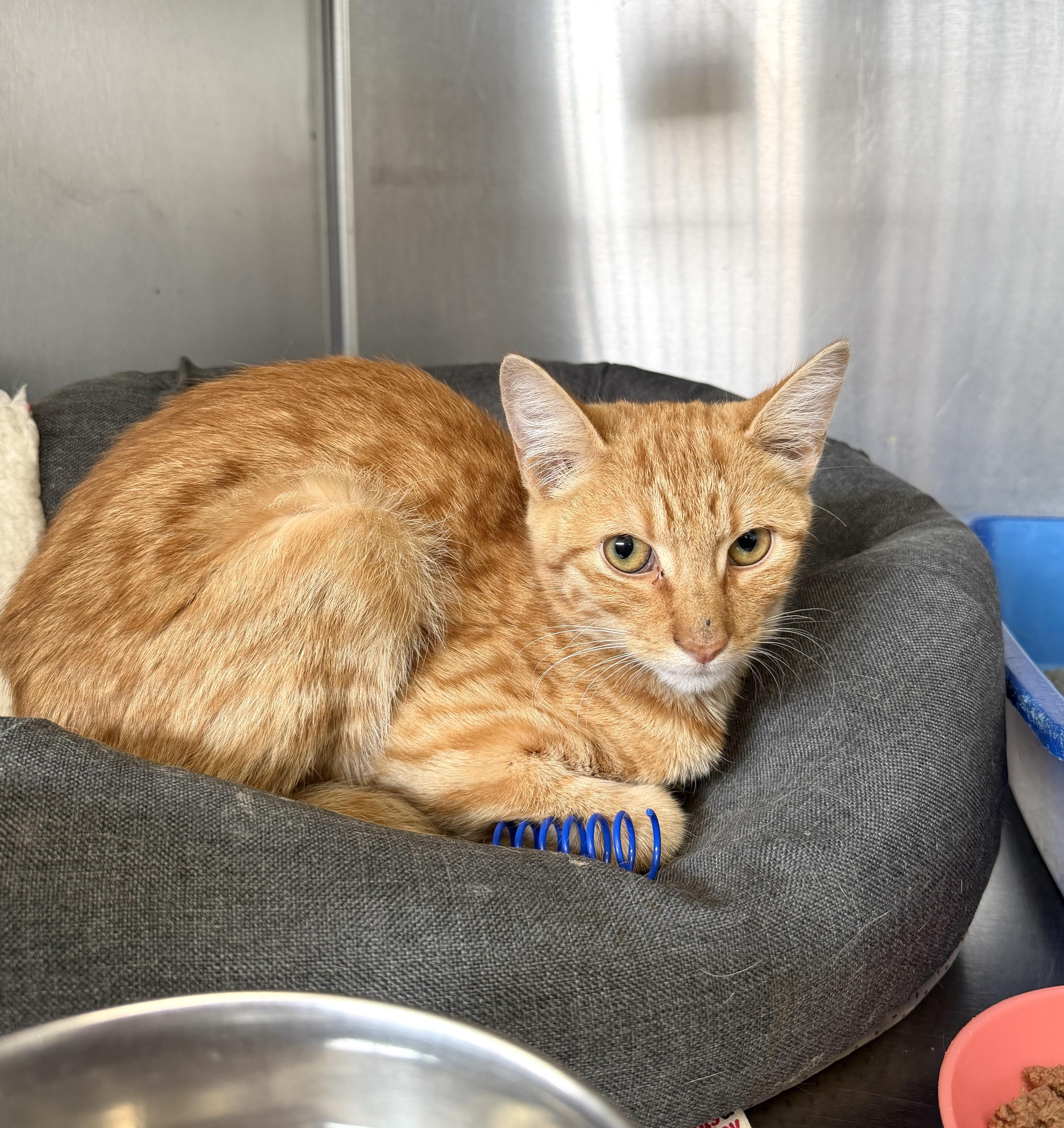 Rocky Road, adopted, Kitten Male Domestic Short Hair.