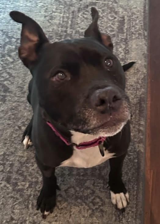 Katy, Adoptable, Senior Female Pit Bull Terrier & Mixed Breed.