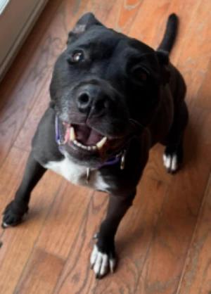 Katy, Adoptable, Senior Female Pit Bull Terrier & Mixed Breed.