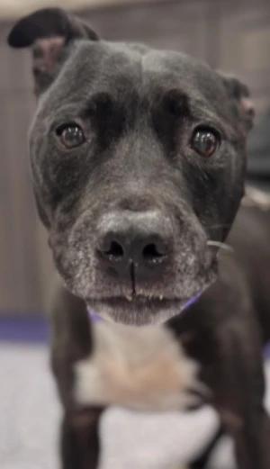 Enlarge Katy, a Adoptable mixed breed in Painesville, OH image 2/5