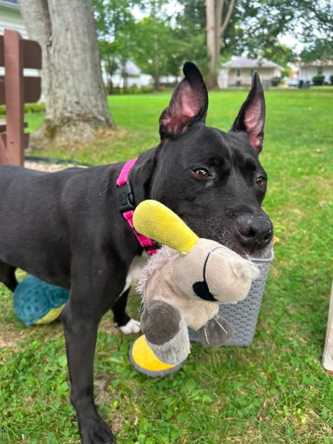 Enlarge Katy, a Adoptable mixed breed in Painesville, OH image 3/5