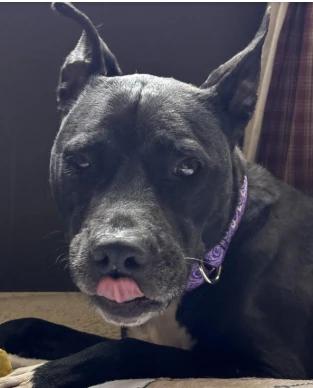 Enlarge Katy, a Adoptable mixed breed in Painesville, OH image 4/5