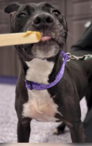 Enlarge Katy, a Adoptable mixed breed in Painesville, OH image 5/5