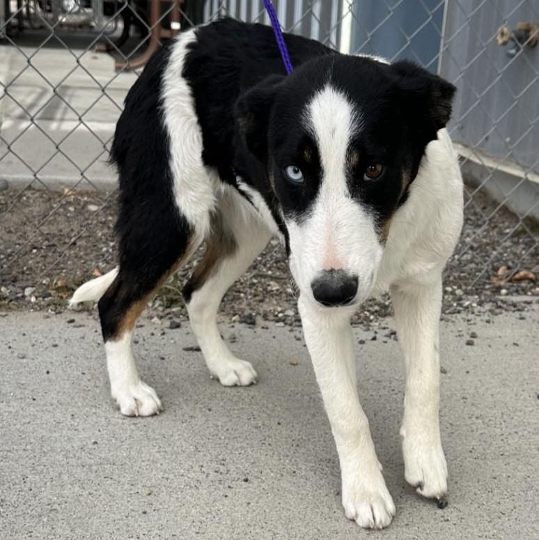 59880756, ADOPTABLE, Adult Female Border Collie.