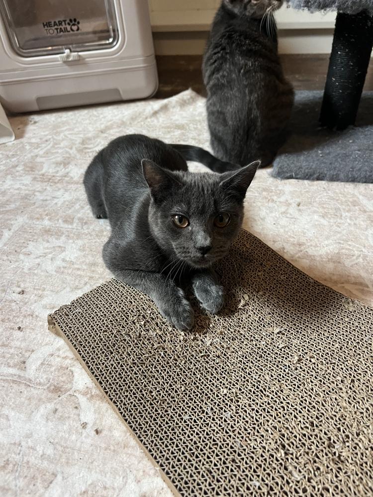 Jackie — thumbnail 4