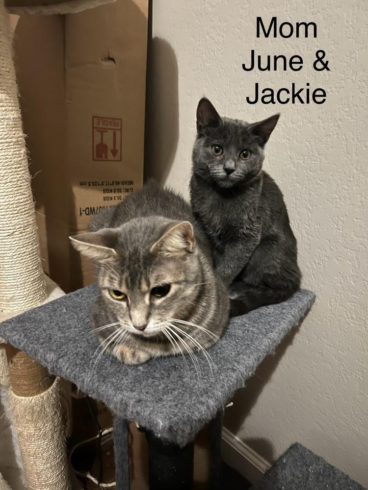 Jackie — thumbnail 5