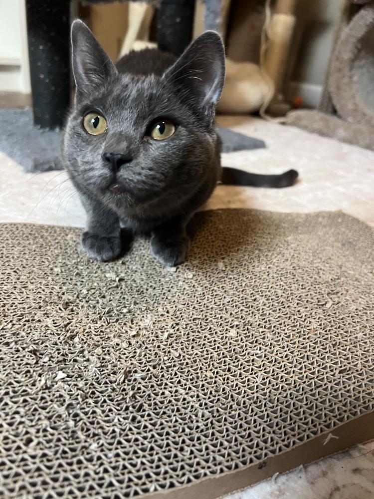 Jackie — thumbnail 6