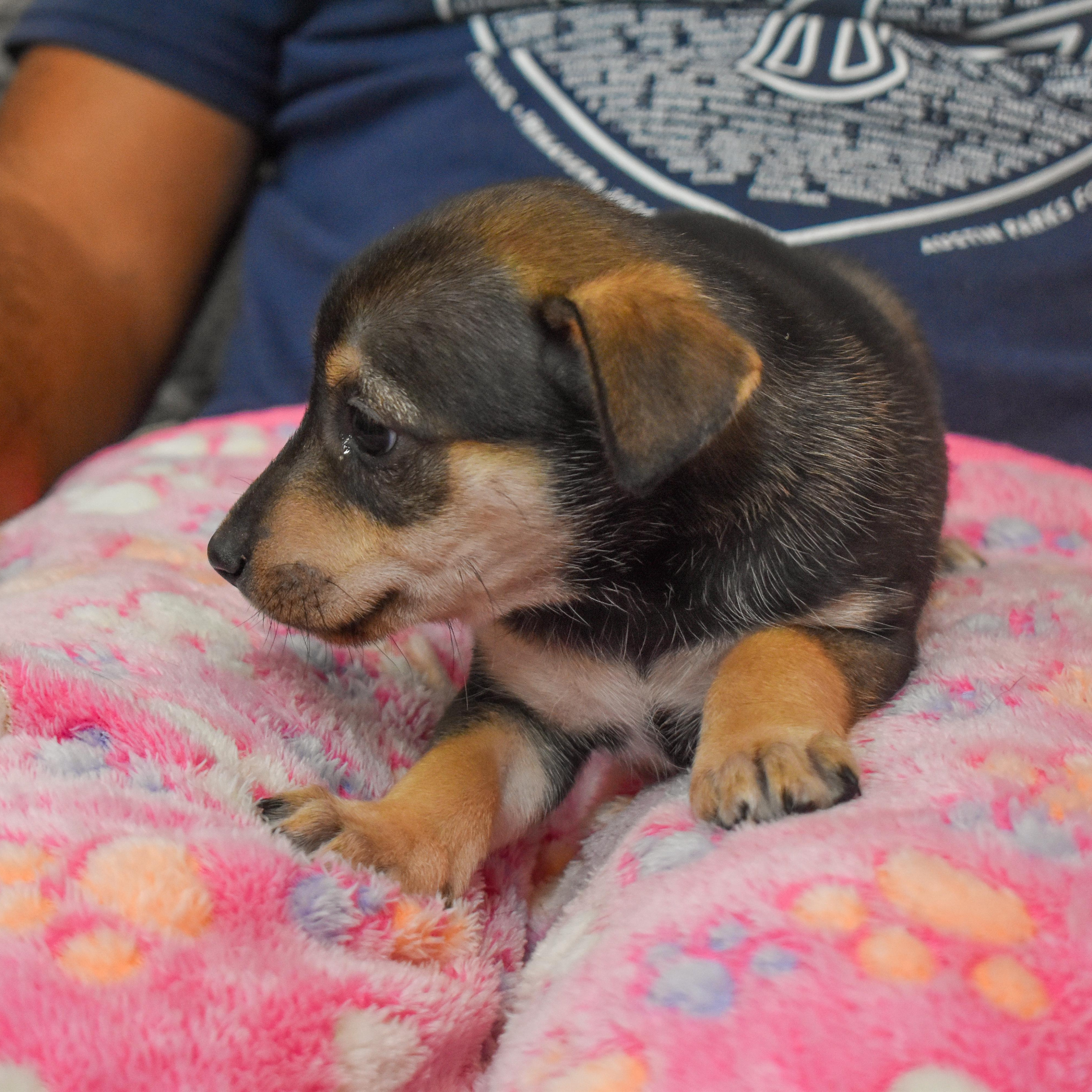 Buttercup — thumbnail 3