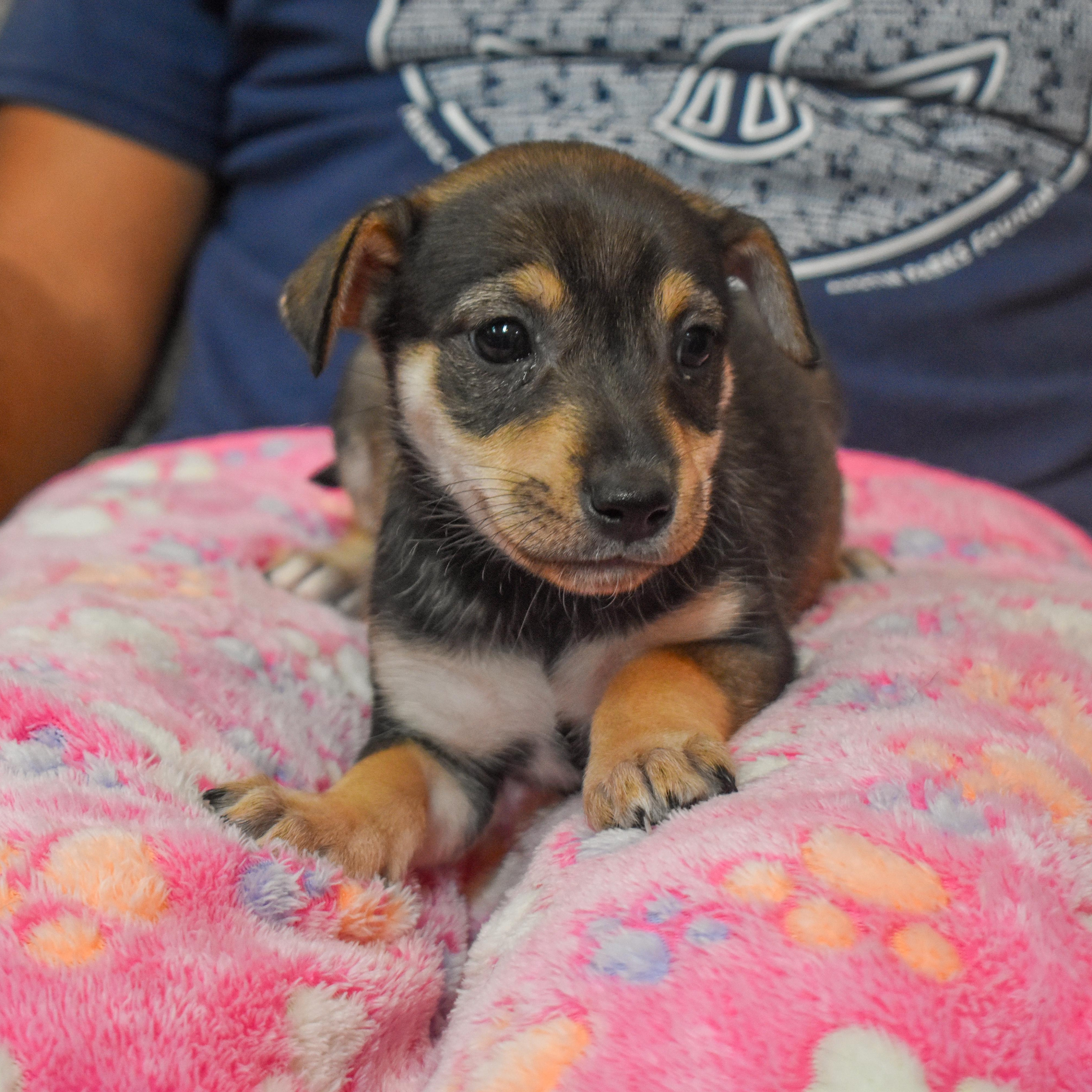 Buttercup — thumbnail 5