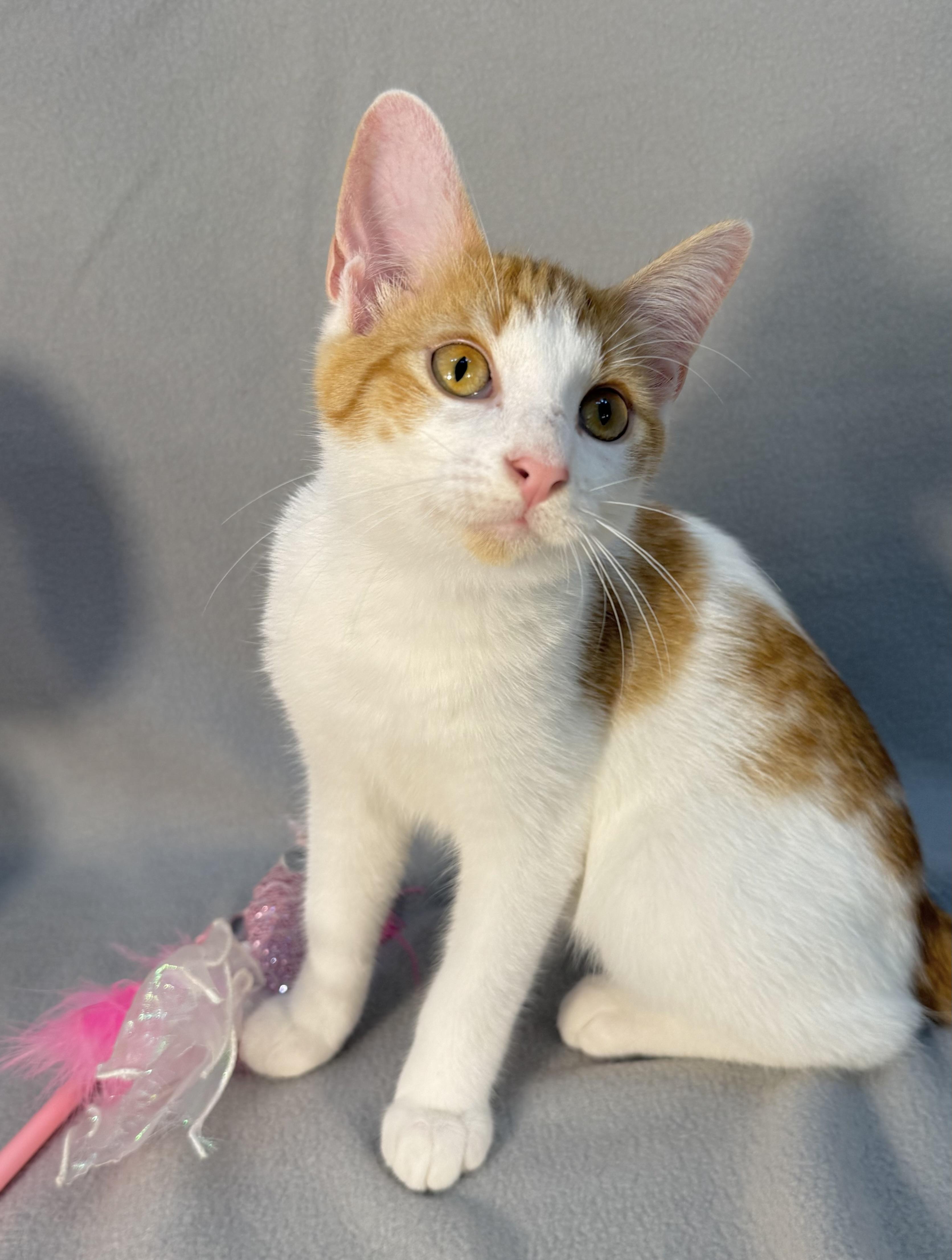 Enlarge Butters, a ADOPTABLE Domestic Short Hair in Minneapolis, MN image 1/3