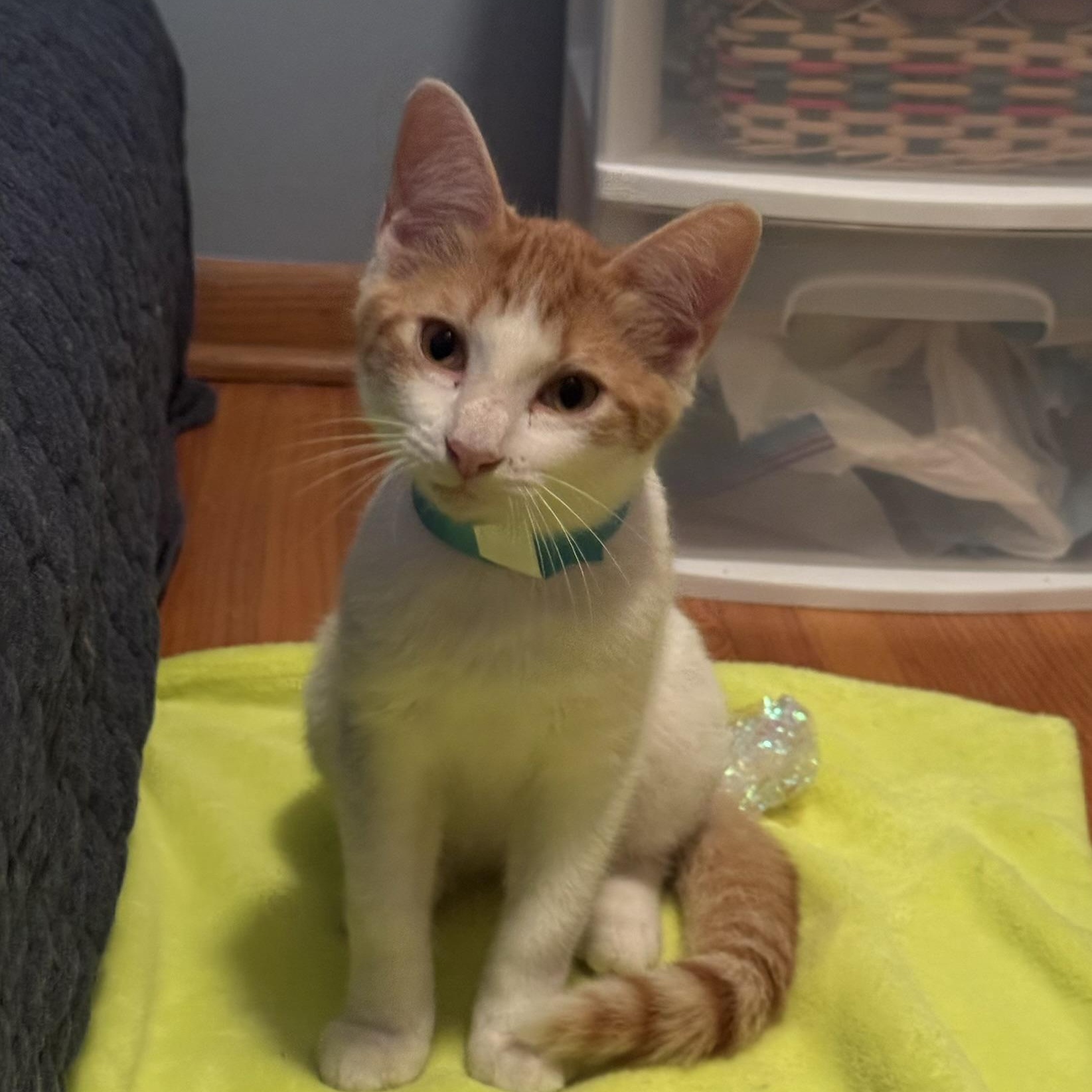 Enlarge Butters, a ADOPTABLE Domestic Short Hair in Minneapolis, MN image 2/3