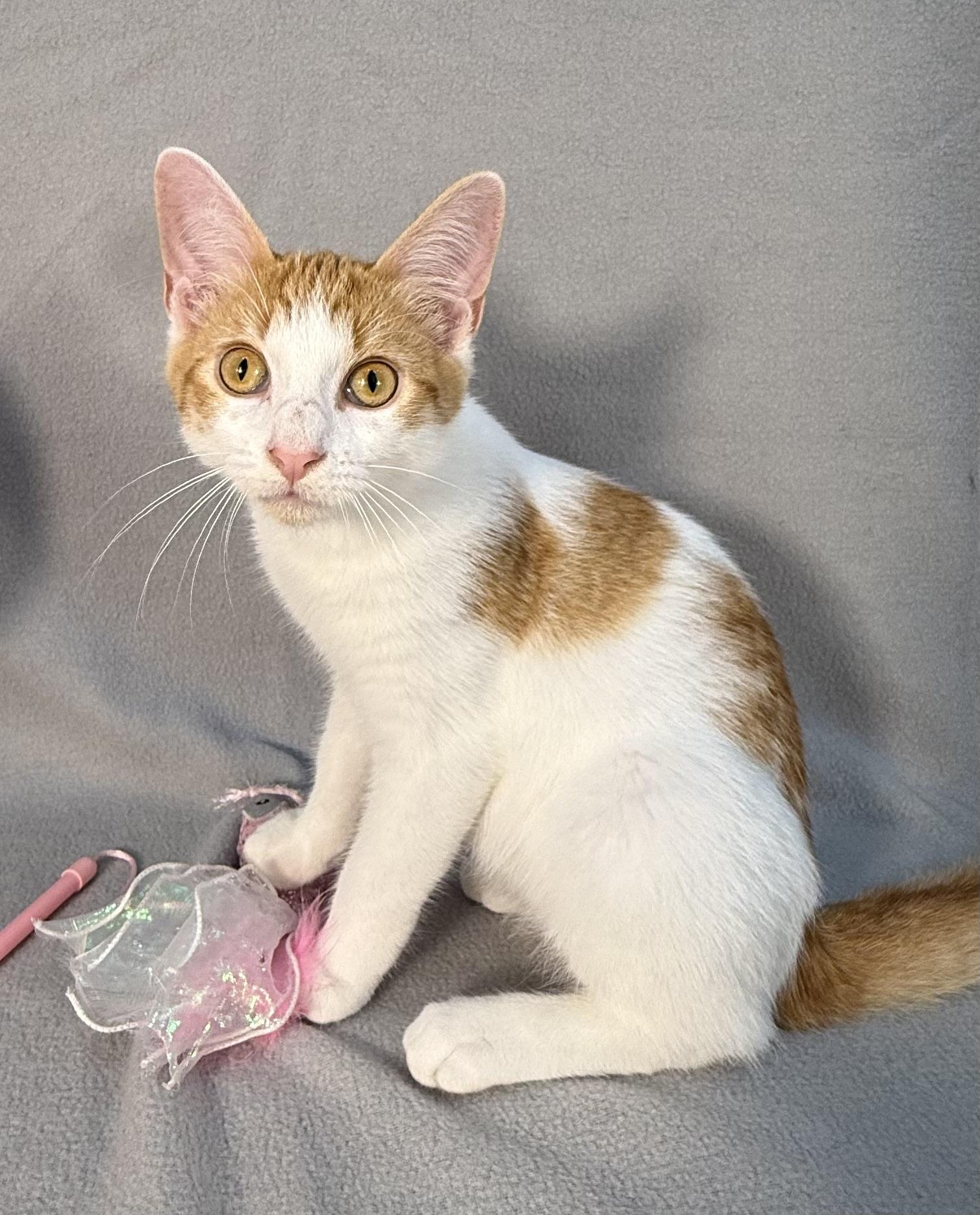 Enlarge Butters, a ADOPTABLE Domestic Short Hair in Minneapolis, MN image 3/3