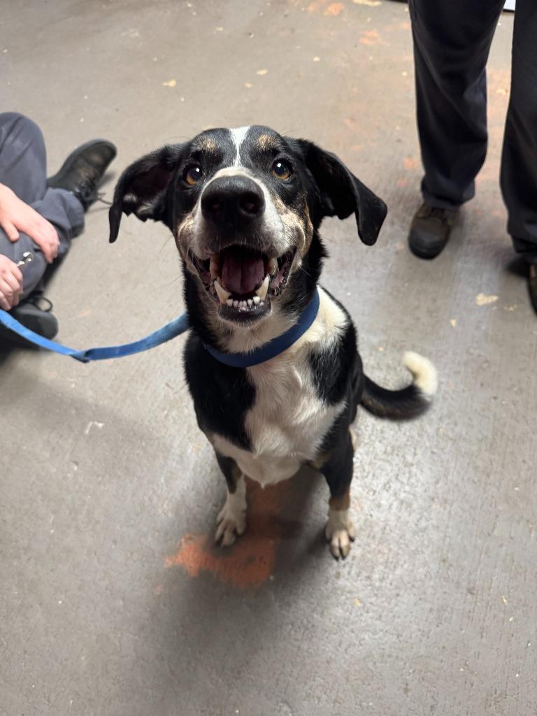 Riley, Adoptable, Adult Male Border Collie & Labrador Retriever.