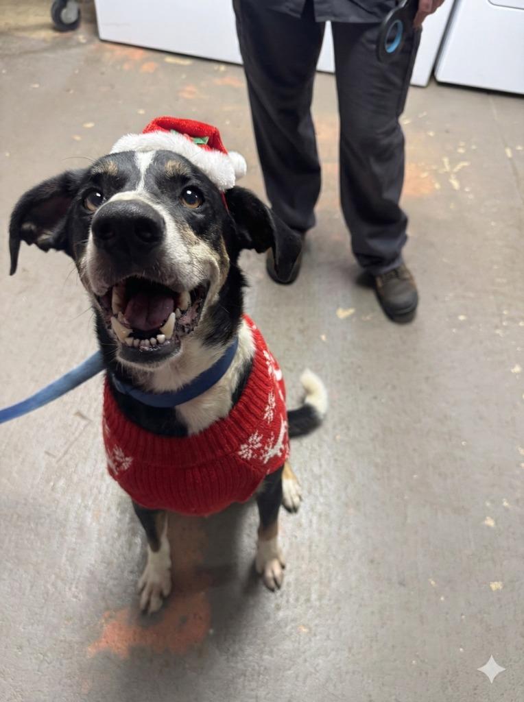 Enlarge Riley, a Adoptable mixed breed in Russellville, KY image 2/4