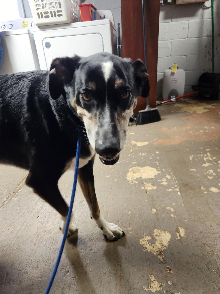 Enlarge Riley, a Adoptable mixed breed in Russellville, KY image 4/4