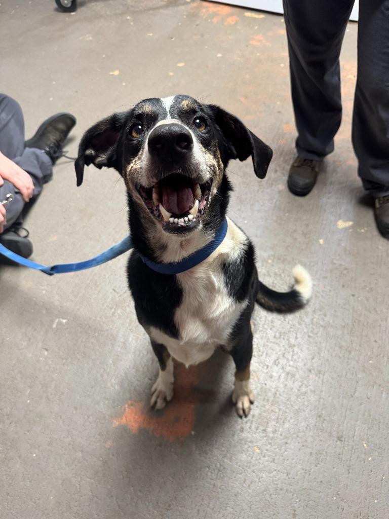 Enlarge Riley, a Adoptable mixed breed in Russellville, KY image 4/4