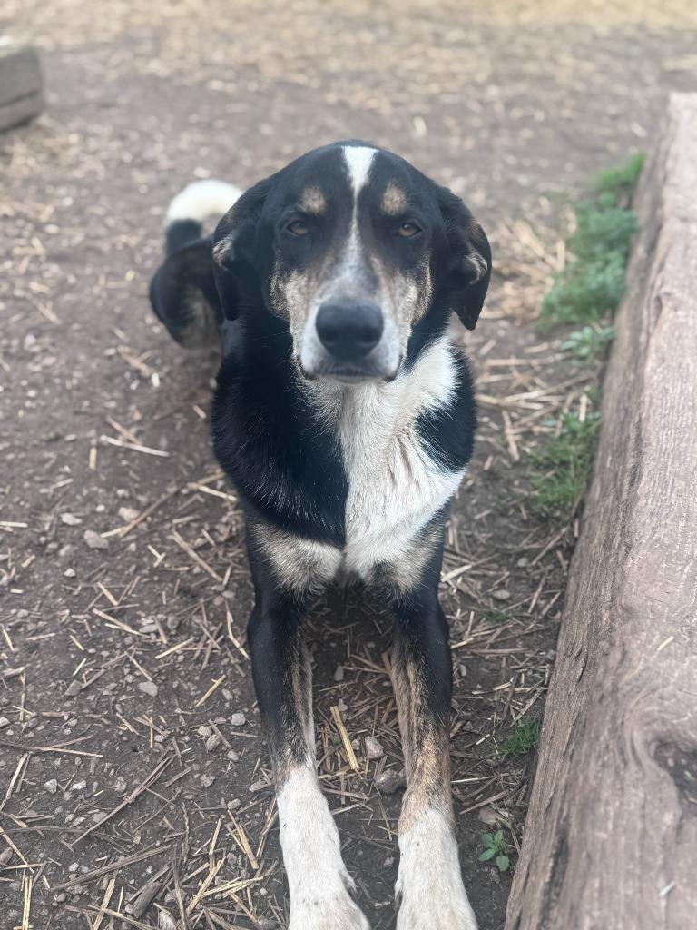 Riley, a Adoptable mixed breed in Russellville, KY image 5/5