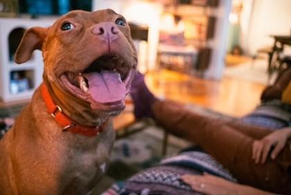 Gigi — thumbnail 3