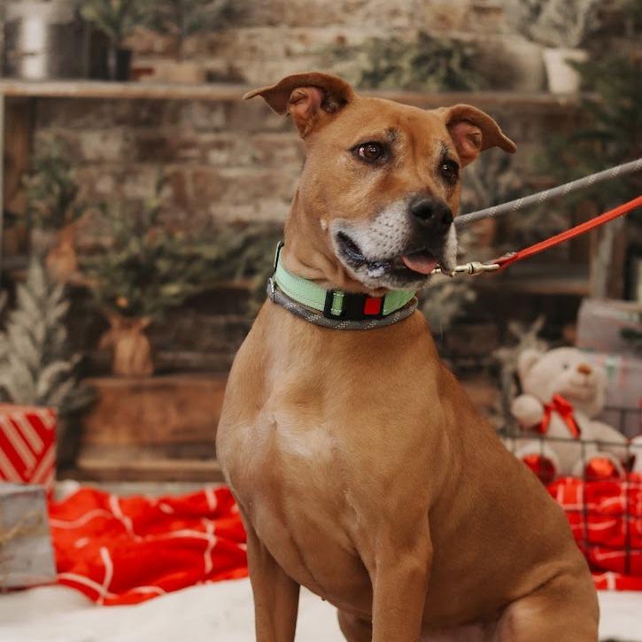 Enlarge Merida, a Adoptable mixed breed in Ballston Spa, NY image 1/5