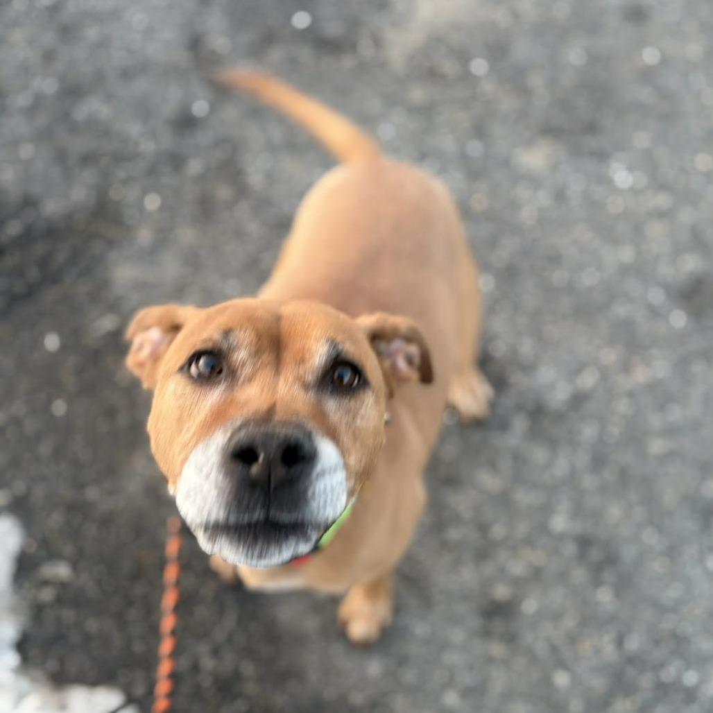 Enlarge Merida, a Adoptable mixed breed in Ballston Spa, NY image 2/5