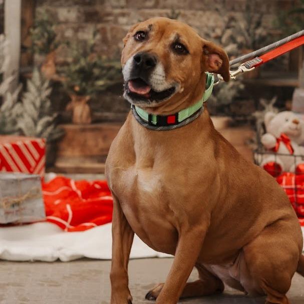 Enlarge Merida, a Adoptable mixed breed in Ballston Spa, NY image 5/5