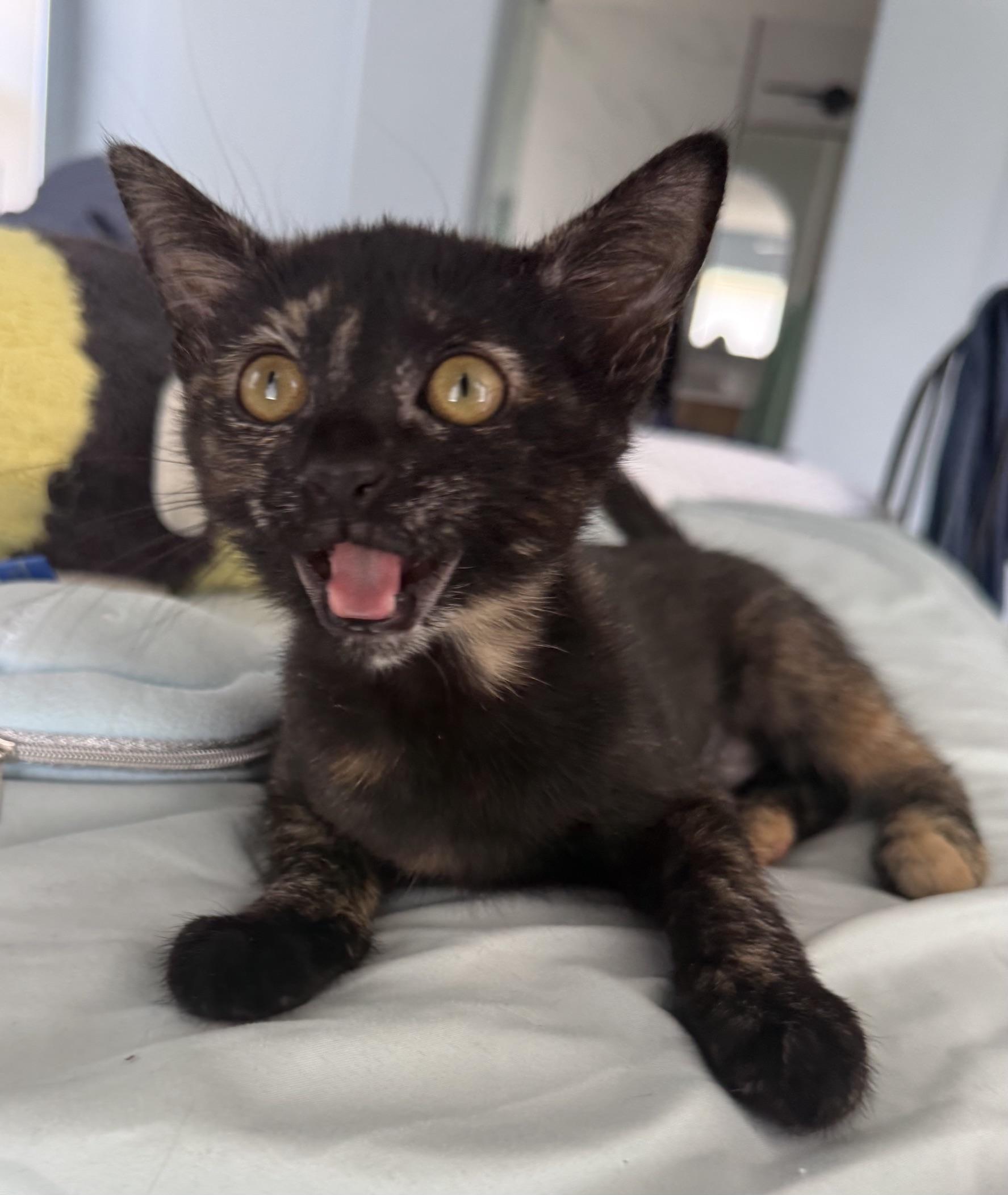 Enlarge Chia, a Adopted mixed breed in Carlsbad, CA image 1/4