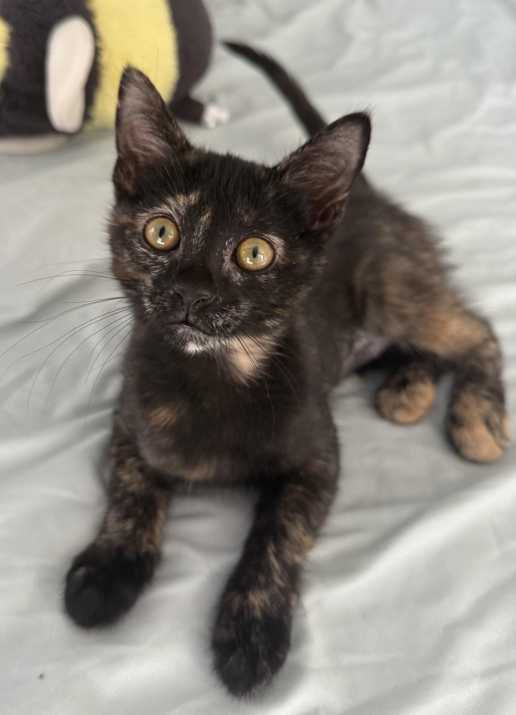 Enlarge Chia, a Adopted mixed breed in Carlsbad, CA image 2/4
