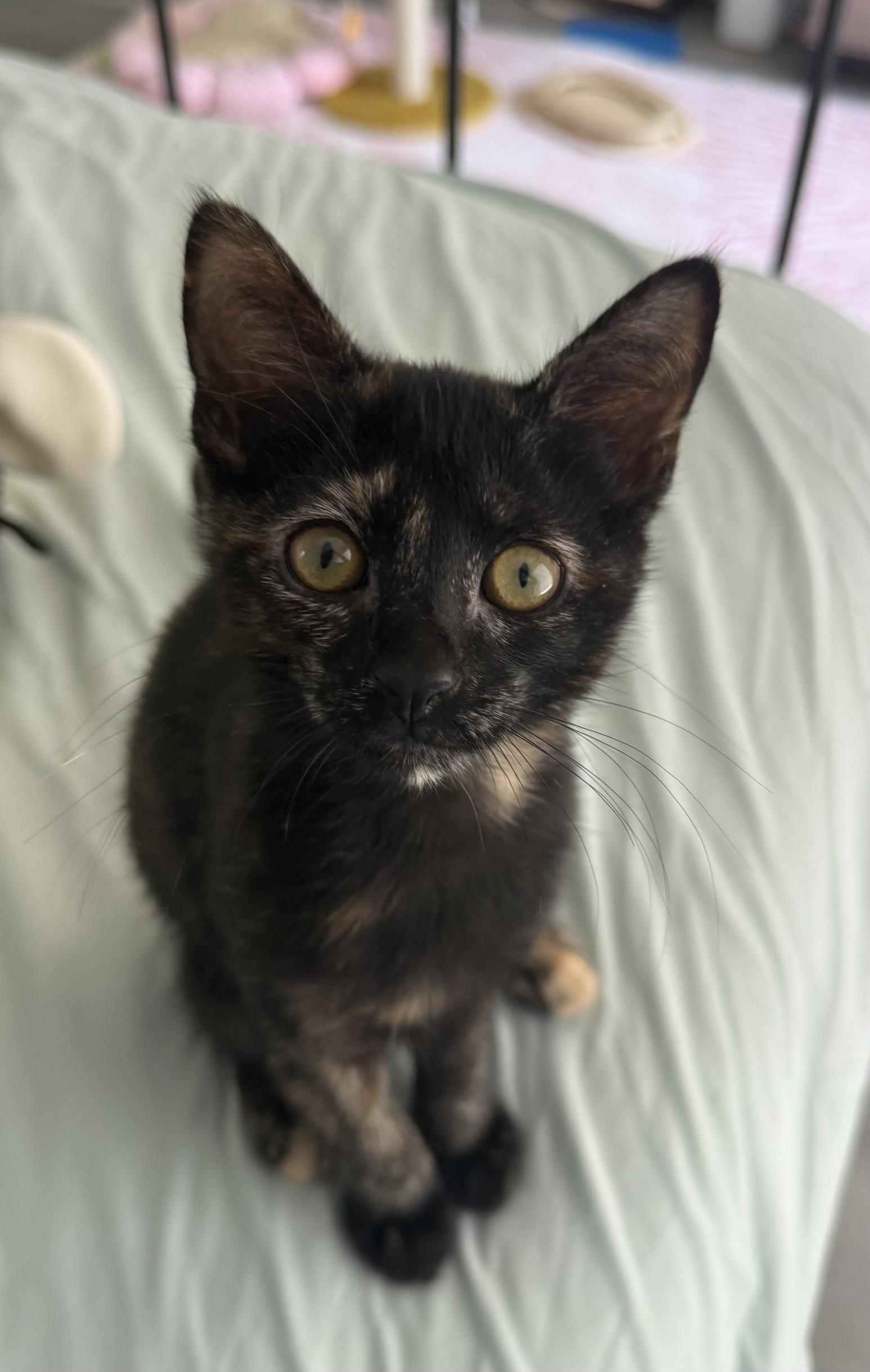 Enlarge Chia, a Adopted mixed breed in Carlsbad, CA image 3/4