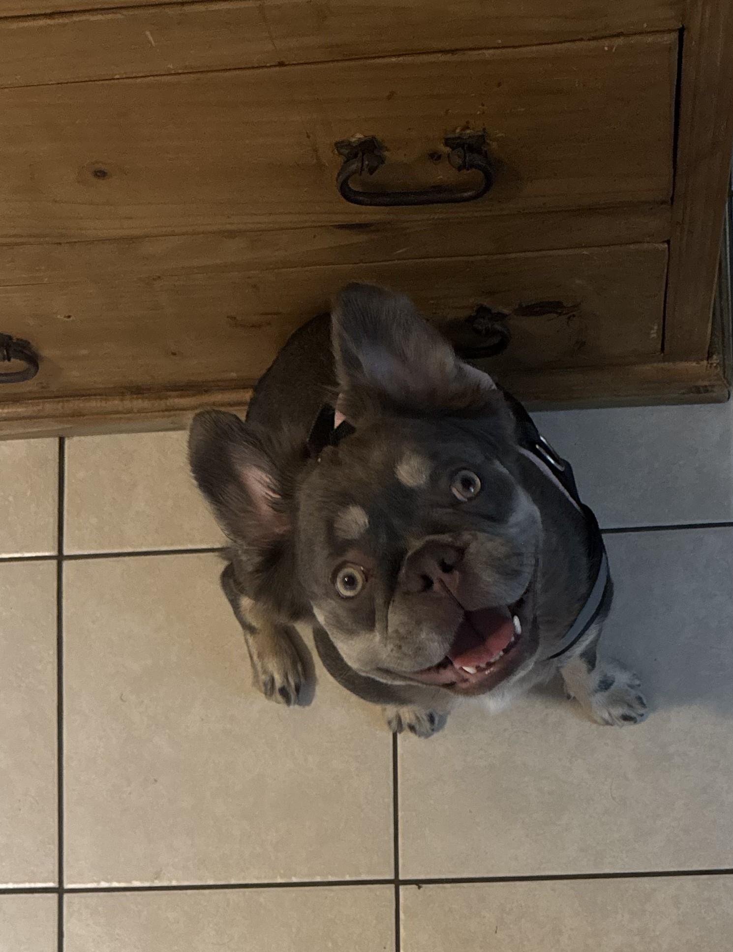 Enlarge Amalie, a ADOPTABLE French Bulldog in Mary Esther, FL image 1/1