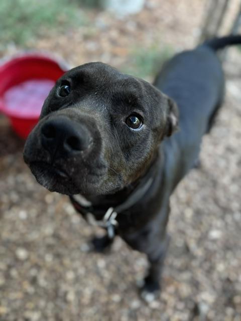 Knox, Adoptable, Young Male American Staffordshire Terrier.
