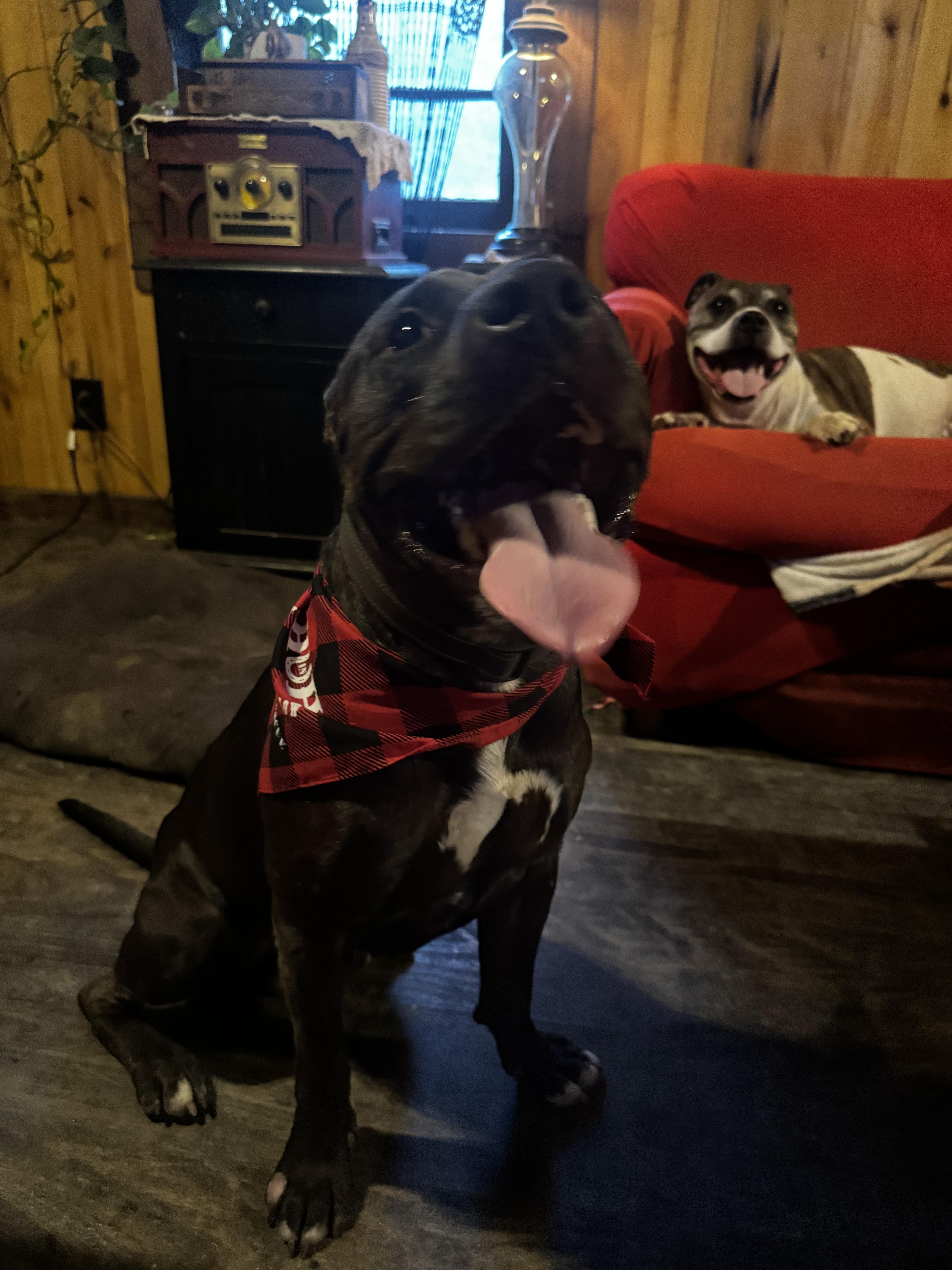 Knox, a Adoptable American Staffordshire Terrier in Stewart, TN image 2/6