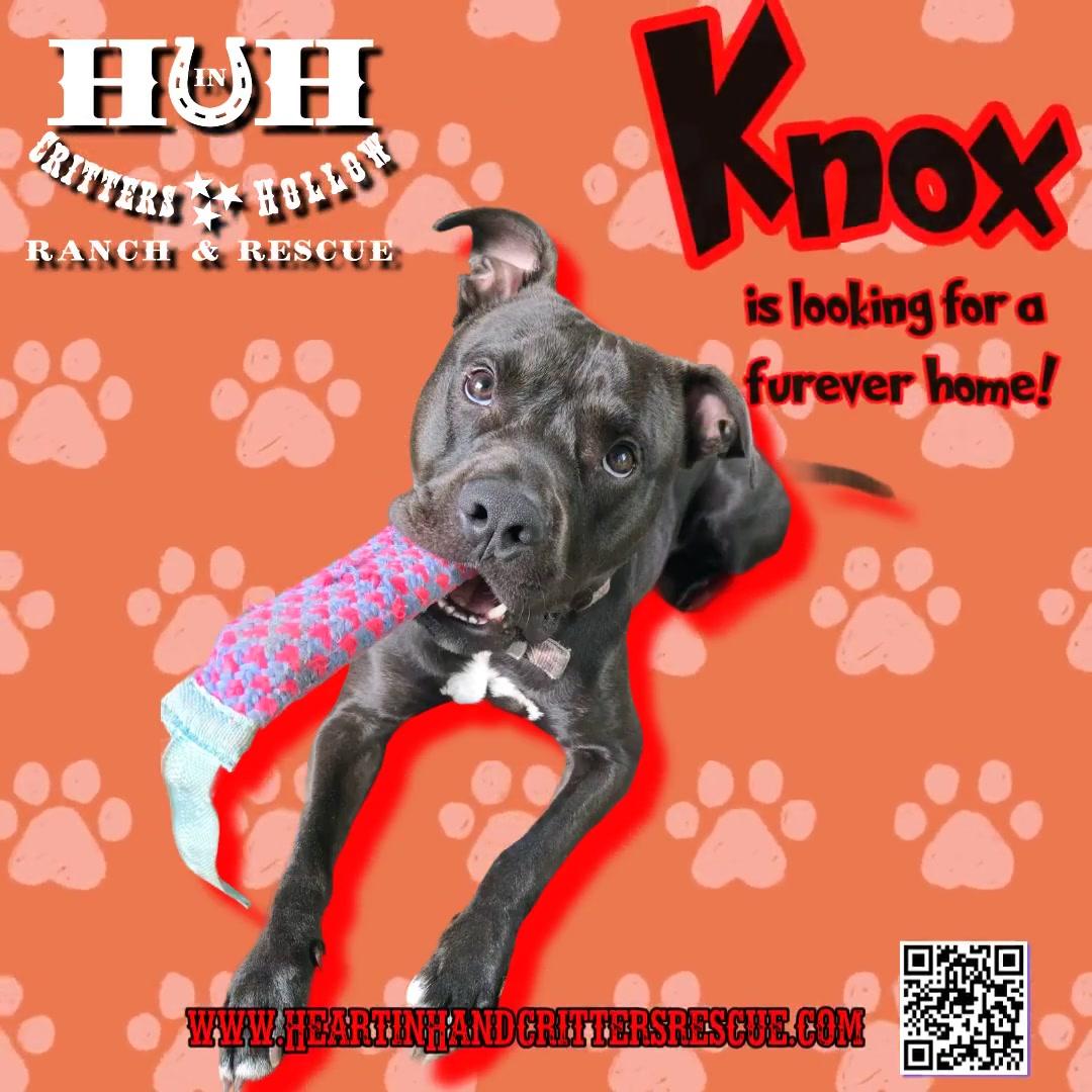 Knox, a Adoptable American Staffordshire Terrier in Stewart, TN image 3/6