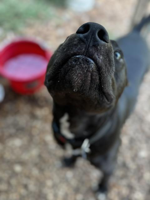 Knox, a Adoptable American Staffordshire Terrier in Stewart, TN image 4/6