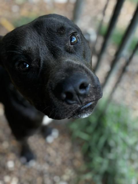 Knox, a Adoptable American Staffordshire Terrier in Stewart, TN image 5/6