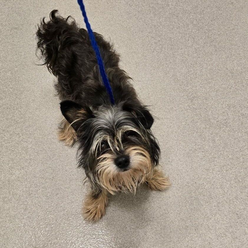 25-317, an adoptable Morkie in Amityville, NY, 11701 | Photo Image 1